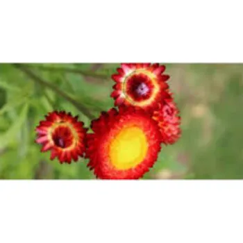 Rare Daisy Flower